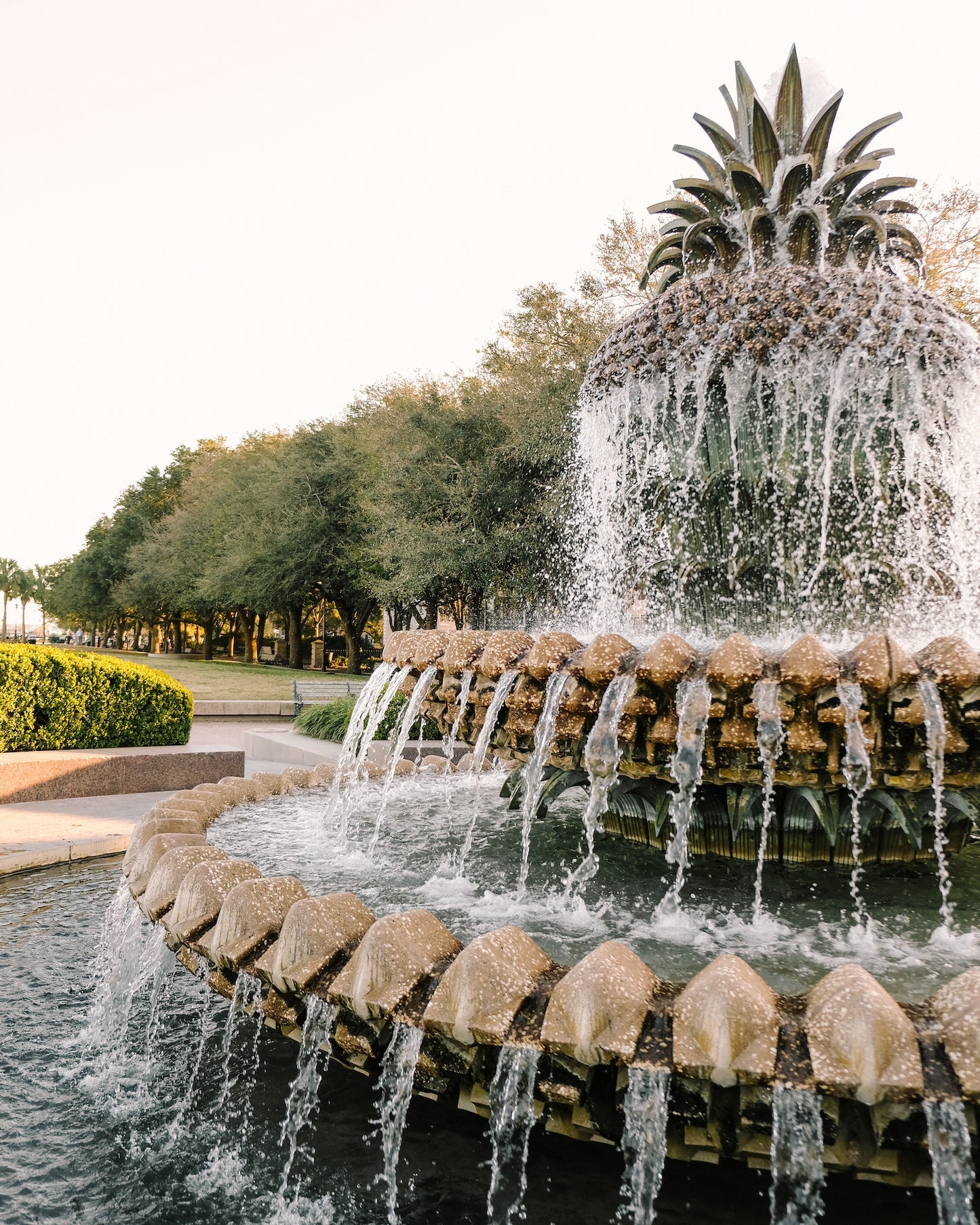 Charleston Pineapple